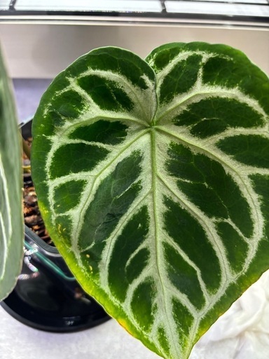 極美　アンスリウム　ドラヤキシルバー実生株　観葉植物