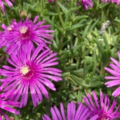 松葉菊1枚目画像の約8倍の量の画像