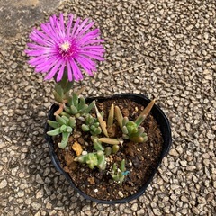 松葉菊1枚目画像の約8倍の量