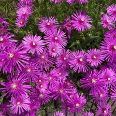松葉菊1枚目画像の約8倍の量の画像