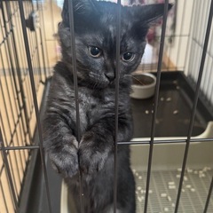 【譲渡契約お話し中】ブラックスモークの子猫 (推定3ヶ月♀人間大好き甘えん坊子猫) - 松山市