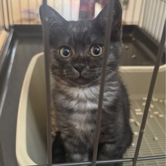 【譲渡契約お話し中】ブラックスモークの子猫 (推定3ヶ月♀人間大...