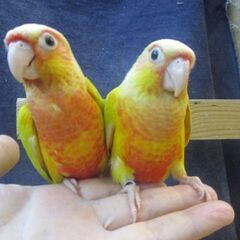 ウロコインコ　サンチーク　ペア販売
