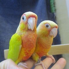 ウロコインコ　サンチーク　ペア販売 - ペット