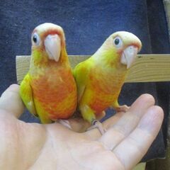 ウロコインコ　サンチーク　ペア販売 − 神奈川県