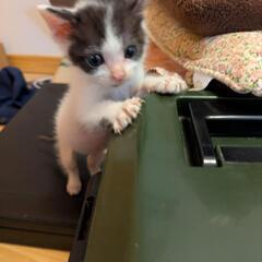 【募集停止中】子猫兄弟【生後1ヶ月半】 - 里親募集