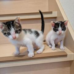 子猫兄弟(〜7日まで募集中)【生後1ヶ月半】