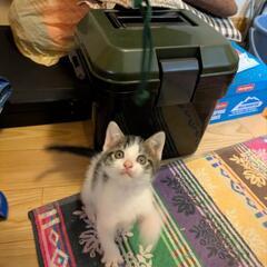 【募集停止中】子猫兄弟【生後1ヶ月半】 - 野田市