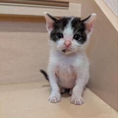 【募集停止中】子猫兄弟【生後1ヶ月半】 - 猫