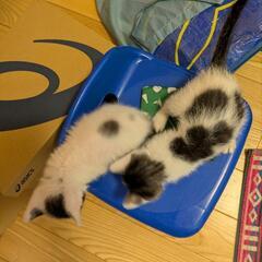 【募集停止中】子猫兄弟【生後1ヶ月半】 − 千葉県