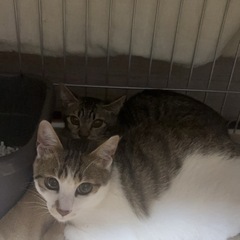 代理で里親さん探してます　猫ちゃん　3匹