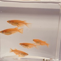 楊貴妃メダカ 約20匹     