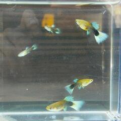 国産グッピー ドイツイエロータキシード2匹(幼魚) 