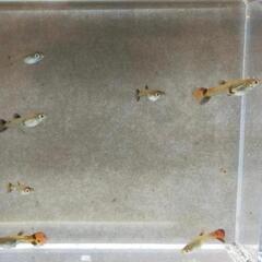 国産グッピー フルレッド 若魚2匹の画像