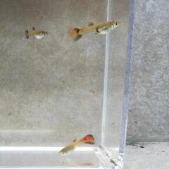 国産グッピー フルレッド 若魚2匹