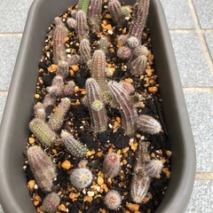 サボテン🌵ビャクダン(花芽付き)