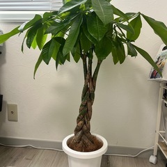 観葉植物　パキラ