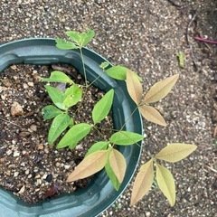 ナンテン　南天　鉢植え