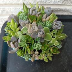 多肉♡寄せ植え♡リメイク缶の画像