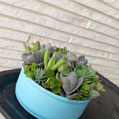 多肉♡寄せ植え♡リメイク缶の画像