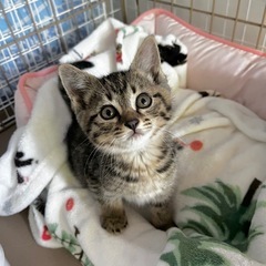 サラちゃん🐱メス