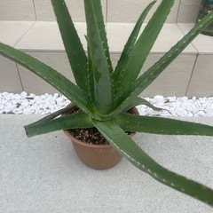 アロエ