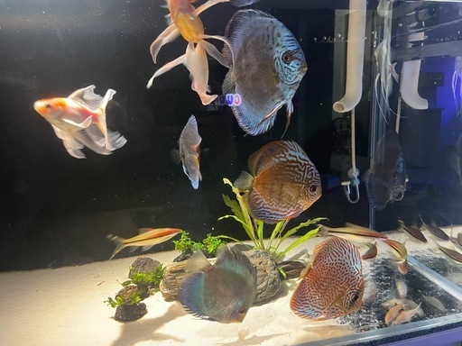 淡水水槽セット 出品します【90×45×45】