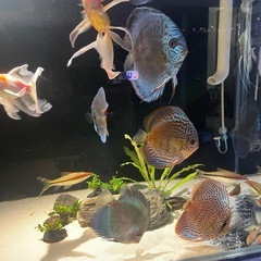 淡水水槽セット 出品します【90×45×45】の画像
