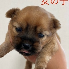 ポメシーミックスの子犬兄妹☆