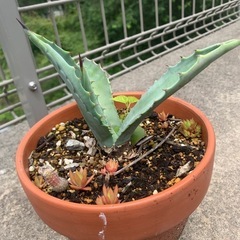 アガベ　③アメリカーナ　多肉植物の画像