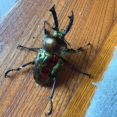 ニジイロクワガタ販売中‼️