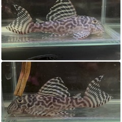 【なかひらぼめだか】キンペコ