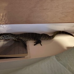 ナイルモニター