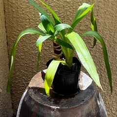 観葉植物　ユッカ