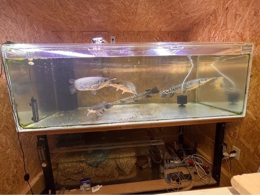 水槽，アクリル水槽，アロワナ，熱帯魚