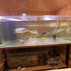 水槽，アクリル水槽，アロワナ，熱帯魚