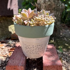 多肉　寄せ植え