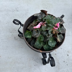 植木鉢の画像