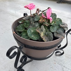 植木鉢の画像