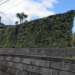 草木伐採庭園メンテナンス - 地元のお店