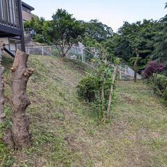 草木伐採庭園メンテナンス - 秦野市