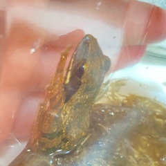可愛いカエルさん🐸の画像