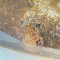 可愛いカエルさん🐸の画像