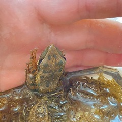 可愛いカエルさん🐸の画像