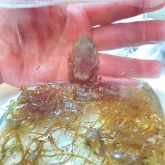 可愛いカエルさん🐸の画像