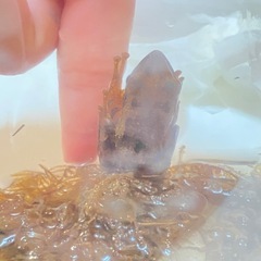 可愛いカエルさん🐸の画像
