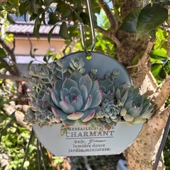 多肉　ブリキ鉢寄せ植え
