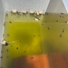 ニホンアマガエルのオタマジャクシ差し上げますの画像