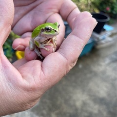 ニホンアマガエルのオタマジャクシ差し上げますの画像