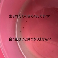 ヌマエビ2種　選択自由　餌付きの画像